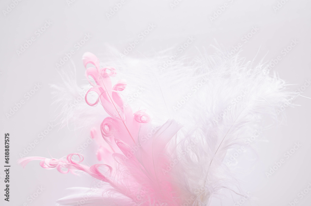 Obraz premium ふわふわな猫じゃらし