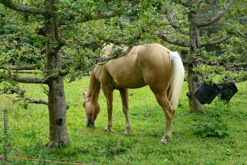 Cavalo marrom comendo frutas secas em meio as arvores © jorgedarocha