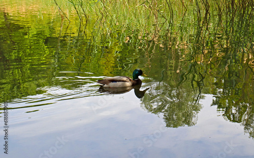 Rest in the park. A duck swims among the reeds on the lake on a summer sunny day.
