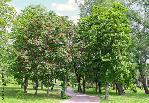 Two flowering chestnut trees in the park - white and red.