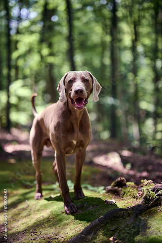 Weimaraner the dog. Hunting dog in forest. Portrait of a dog