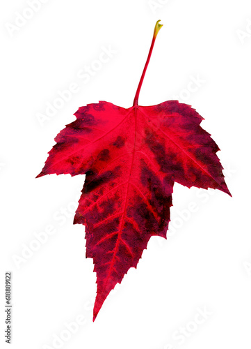 Autumn leaf. Red maple leaf isolated on transparent background.