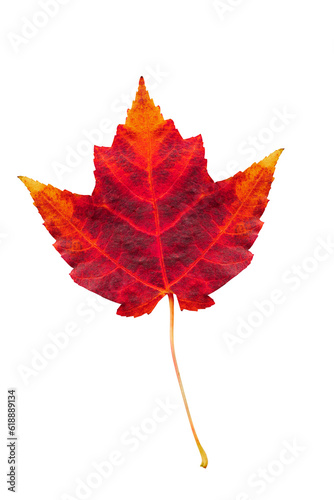 Autumn leaf. Red maple leaf isolated on transparent background.