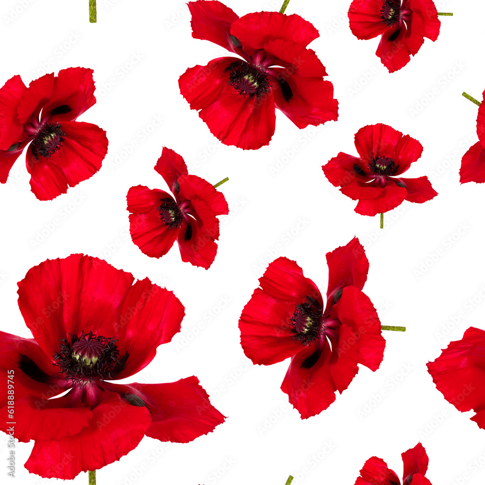 Beautiful red poppy flowers. Seamless pattern beautiful red poppys flowers isolated. Beautiful red poppy flowers. Seamless pattern beautiful red poppys flowers isolated.