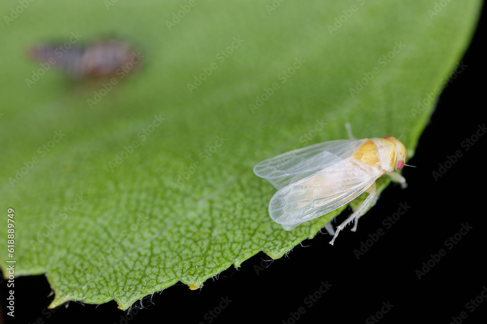 A young insect, leafhopper fresh from metamorphosis from a larva. Wings not yet colored and visible moult. Oncopsis on a birch tree. A young insect, leafhopper fresh from metamorphosis from a larva. Wings not yet colored and visible moult. Oncopsis on a birch tree.