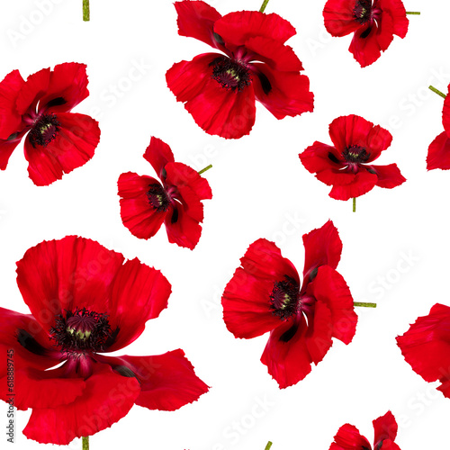 Beautiful red poppy flowers. Seamless pattern beautiful red poppys flowers isolated.