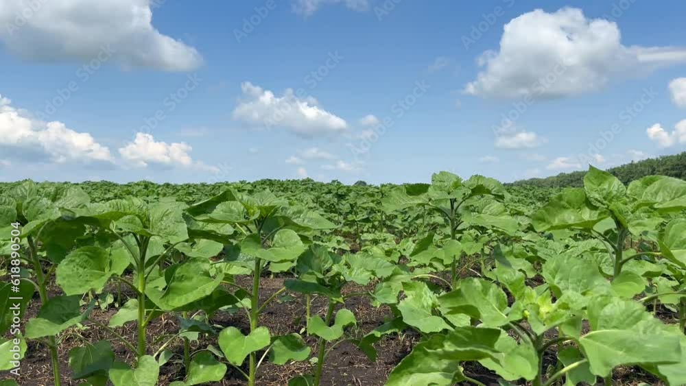 Sunflower stem in green leaf ripens in field in summer, sunny weather, close up. Agriculture. Ripening sunflower before flowering Sunflower stem in green leaf ripens in field in summer, sunny weather, close up. Agriculture. Ripening sunflower before flowering