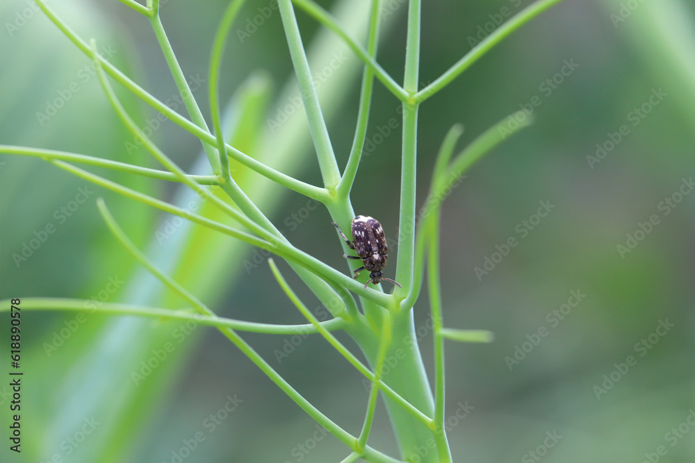 Pea seed beetle (Bruchus pisorum) adult on a pea plant. Pea seed beetle (Bruchus pisorum) adult on a pea plant.