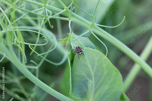 Pea seed beetle (Bruchus pisorum) adult on a pea plant.  photo