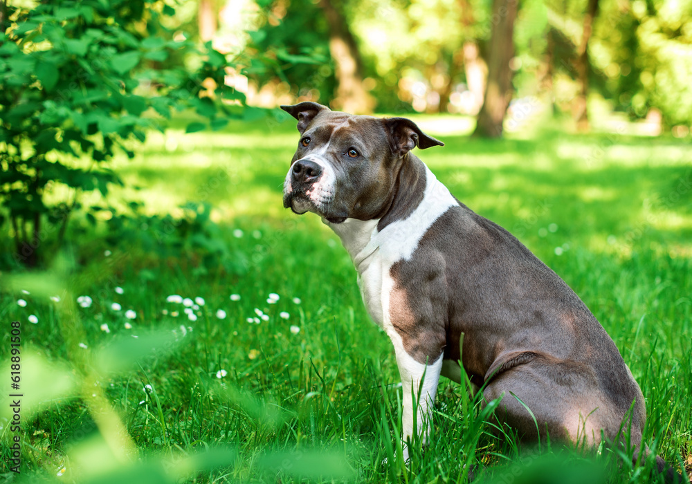 The American Staffordshire terrier dog is sitting sideways on the background of a blurred green park. The girl is four years old. She is sad and looks away. The photo is blurred