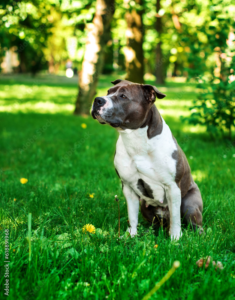 The American Staffordshire terrier dog is sitting on the background of a blurred green park. The girl is four years old. She is sad and looks away. The photo is blurred