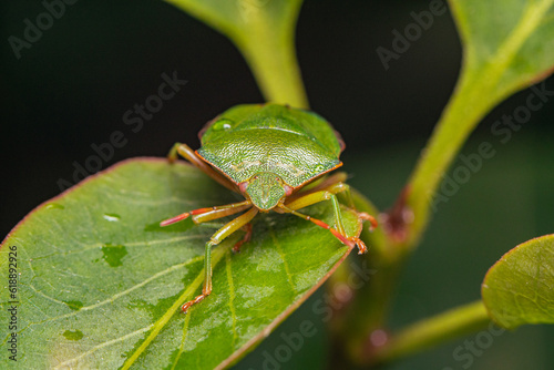 green shield bug
