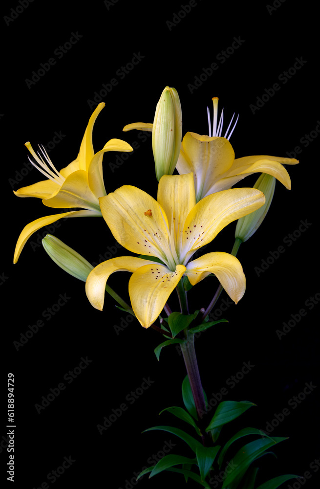 Fototapeta premium lily flower growing on black background