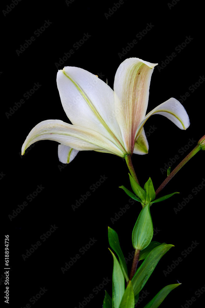 Fototapeta premium lily flower growing on black background