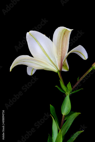 Fototapeta Naklejka Na Ścianę i Meble -  lily flower growing on black background