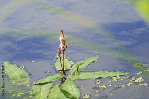 Longroot smartweed flower on water surface. Persicaria amphibia, water knotweed, water smartweed, and amphibious bistort. Place for text photo