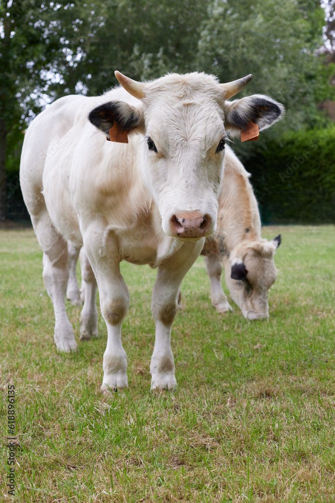 White cows on the meadow