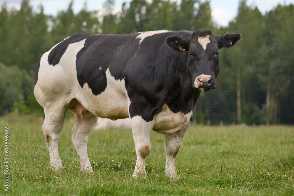 Black white cow in the field