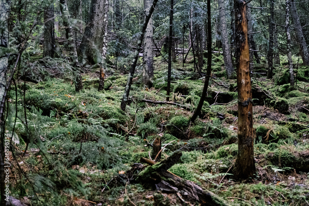 moss covered pine tree moss covered pine tree