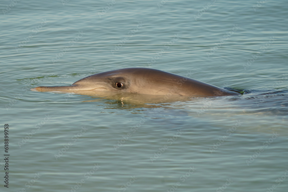 Obraz premium Common or Atlantic bottlenose dolphin - Tursiops truncatus, wide-ranging marine mammal of Delphinidae, the largest species of the beaked dolphins inhabits temperate and tropical oceans