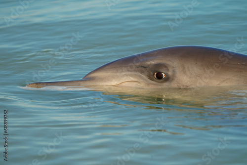 Common or Atlantic bottlenose dolphin - Tursiops truncatus, wide-ranging marine mammal of Delphinidae, the largest species of the beaked dolphins inhabits temperate and tropical oceans