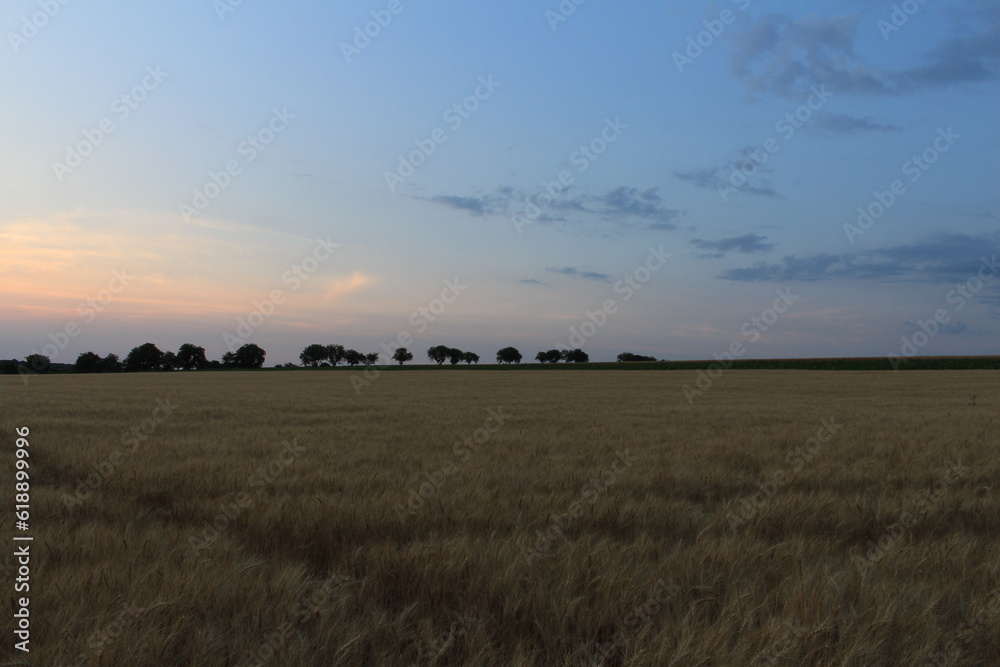 A field of grass with trees in the background
