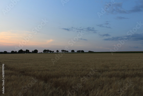 A field of grass with trees in the background