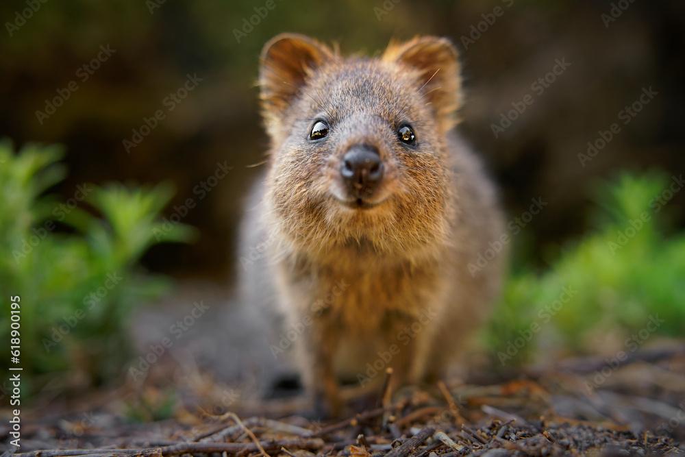 Quokka - Setonix brachyurus small macropod size of domestic cat, Like marsupials kangaroo and wallaby is herbivorous and mainly nocturnal, smaller islands off the coast of Western Australia, cute pet Quokka - Setonix brachyurus small macropod size of domestic cat, Like marsupials kangaroo and wallaby is herbivorous and mainly nocturnal, smaller islands off the coast of Western Australia, cute pet
