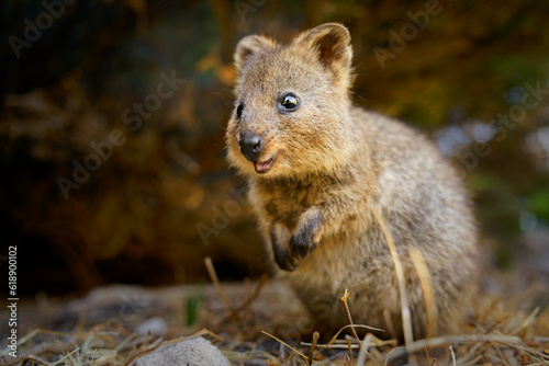 Quokka - Setonix brachyurus small macropod size of domestic cat  Like marsupials kangaroo and wallaby is herbivorous and mainly nocturnal  smaller islands off the coast of Western Australia  cute pet