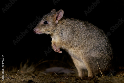 Woylie or Brush-tailed bettong - Bettongia penicillata small critically endangered gerbil-like mammal native to forests and shrubland of Australia, rat-kangaroo family Potoroidae photo