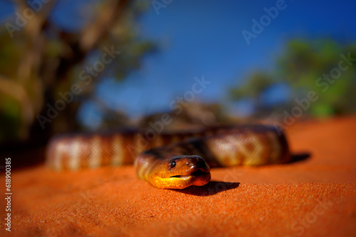 Woma python - Aspidites ramsayi also Ramsay's python, Sand python or Woma, snake on the sandy beach, endemic to Australia, brown and orange with darker striped markings and tongue photo