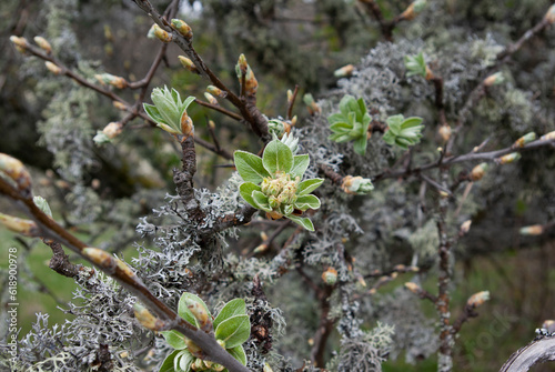 Parasitic blue moss on an apple tree.