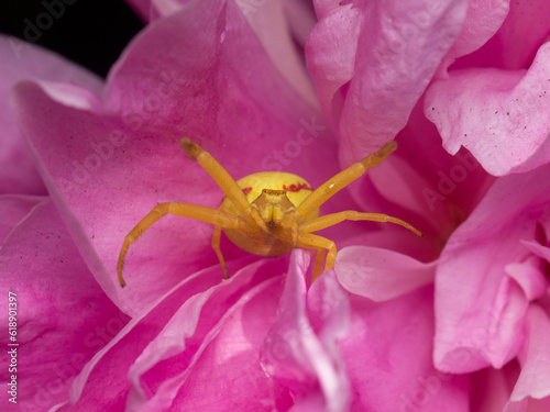 yellow spider on a pink flower