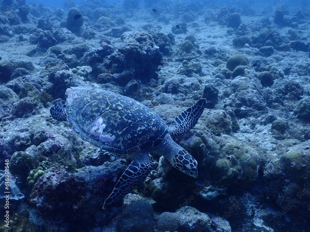 Fototapeta premium green turtle swimming in the sea