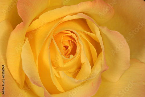 Yellow China Rose Petal Swirl 02