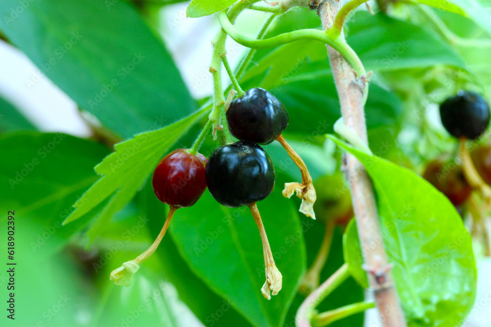 Golden Currant Berry Cluster 02 Golden Currant Berry Cluster 02