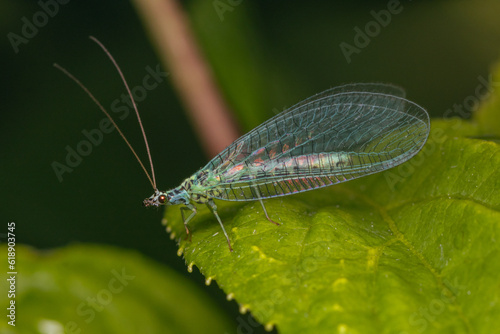 blue lacewing close up