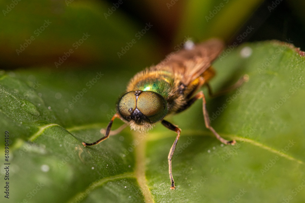 close up of a fly on a leaf close up of a fly on a leaf