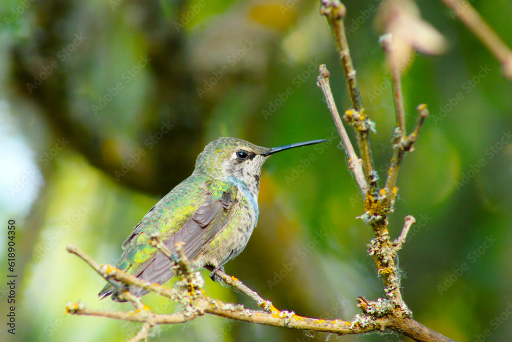 Fototapeta premium Hummingbird on Lilac Stick 09