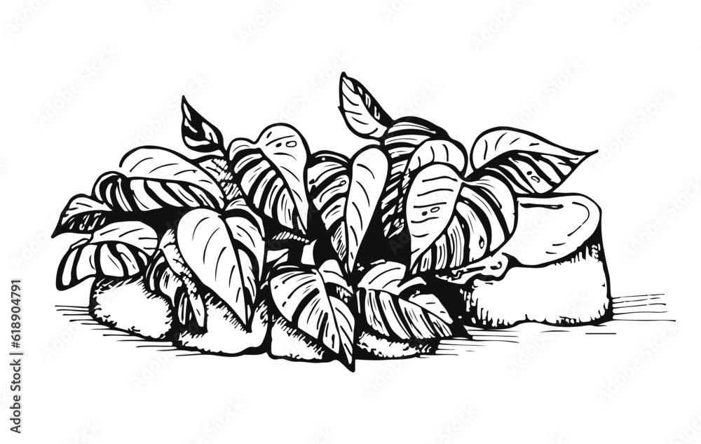Plants on rocks sketch illustration. Hand drawn tropical leaves. Isolated plant contour for backgrounds, rubber stamps, scrapbooking. Plants on rocks sketch illustration. Hand drawn tropical leaves. Isolated plant contour for backgrounds, rubber stamps, scrapbooking.