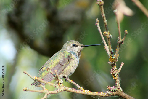 Hummingbird on Lilac Stick 15 photo