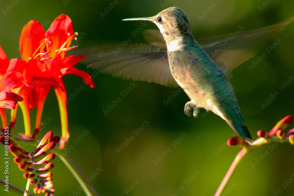 Fototapeta premium Hovering Hummingbird 05