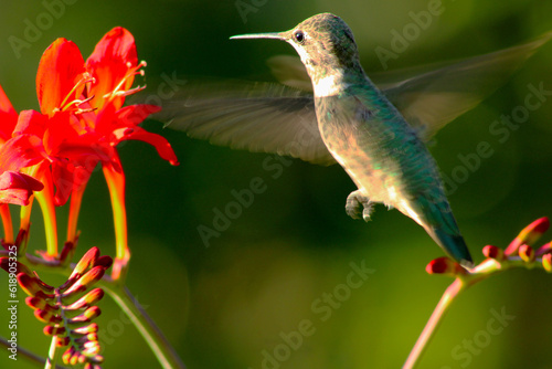Hovering Hummingbird 05