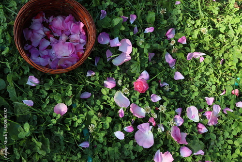 Fototapeta Naklejka Na Ścianę i Meble -  rose petals scattered in the garden