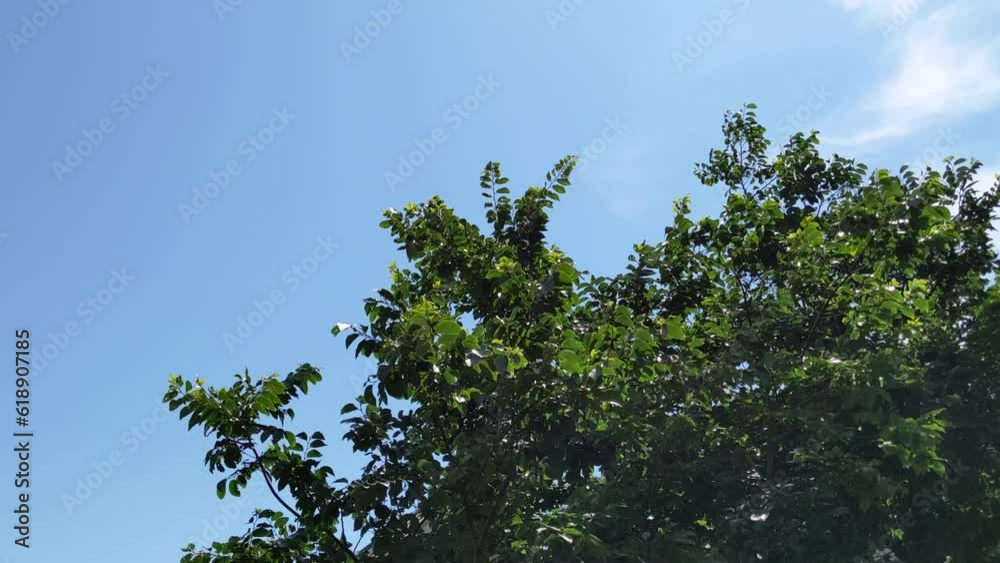 Blue sky and leaves swaying in the wind Blue sky and leaves swaying in the wind