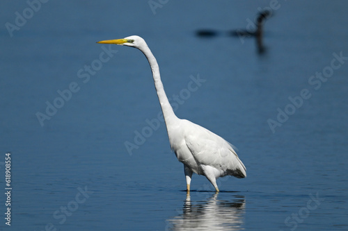 Great egret // Silberreiher (Ardea alba) - Greece