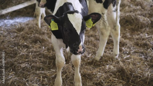 Small bulls on the farm