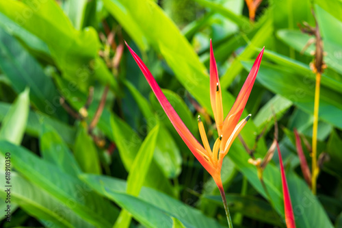 Flores do Brasil