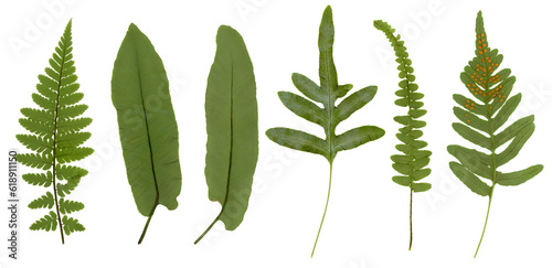 Fotobehang various different pressed fern leaves isolated over a transparent background, cu
