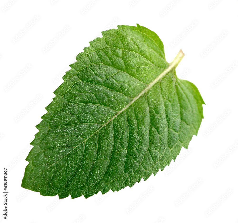 Obraz premium Close-up of a single mint leaf isolated on white background